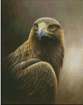 (image for) Golden Eagle